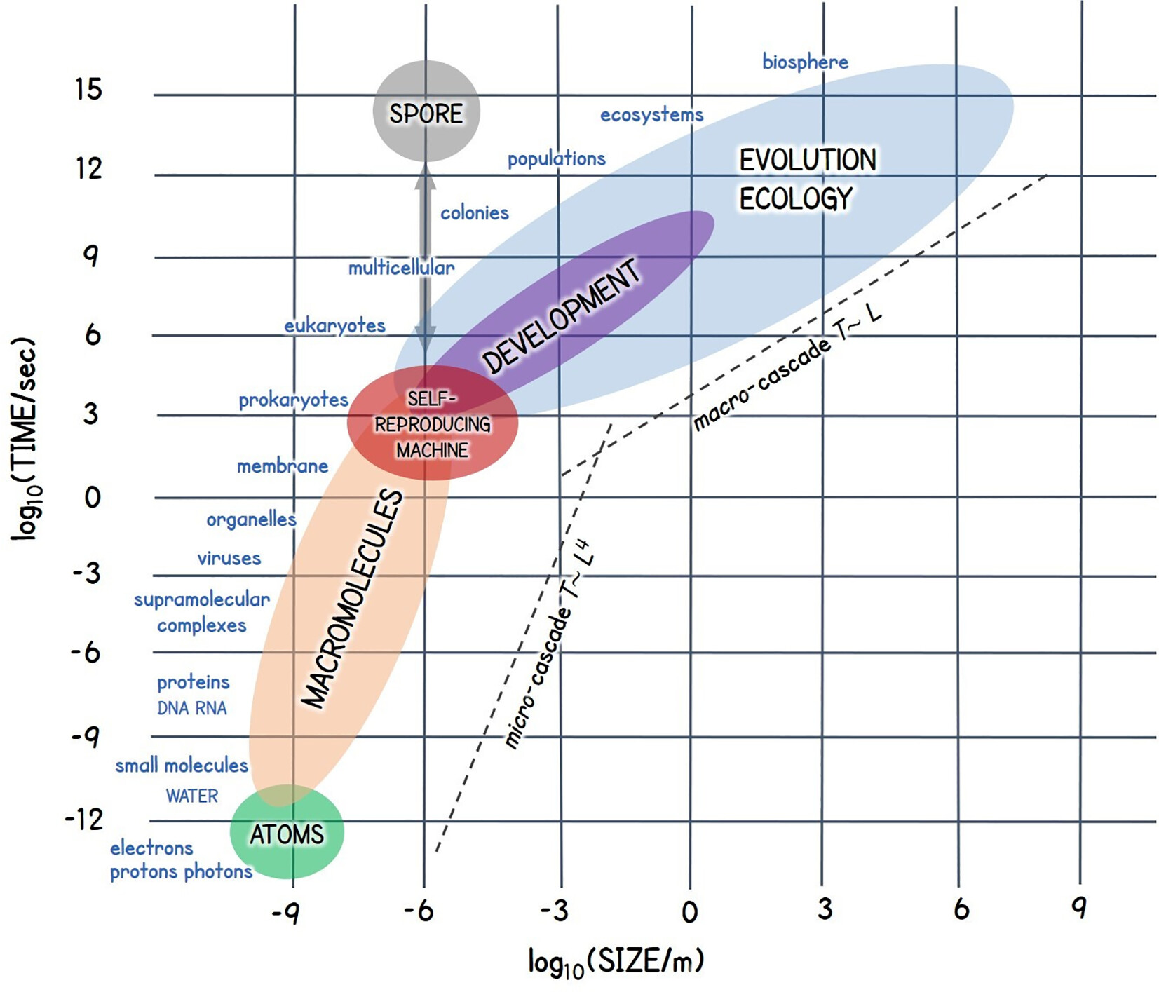 Space-time cascade of living machines from molecular scales to the biosphere
