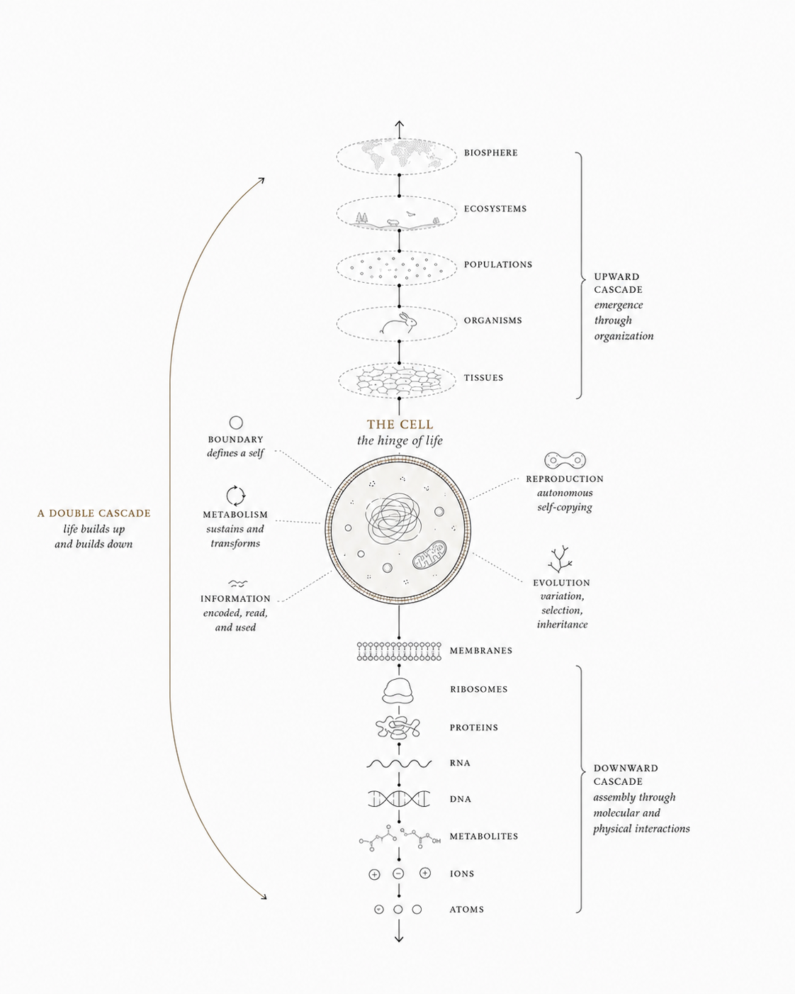The double cascade of living matter, with the cell at the center, larger living organizations above, molecular machinery below, and boundary, metabolism, information, reproduction, and evolution around the cell.