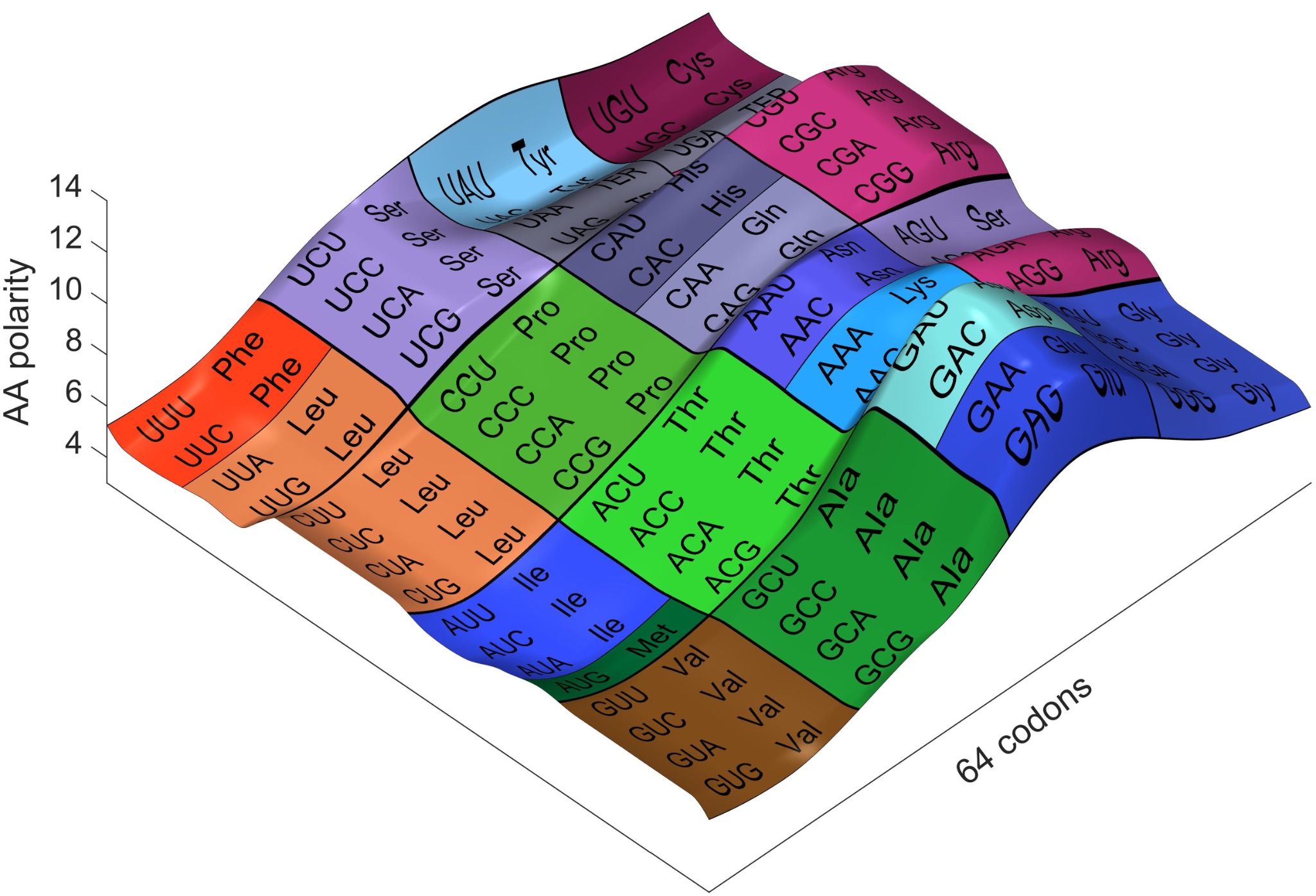 The same genetic code drawn as a landscape whose height represents amino-acid polarity.