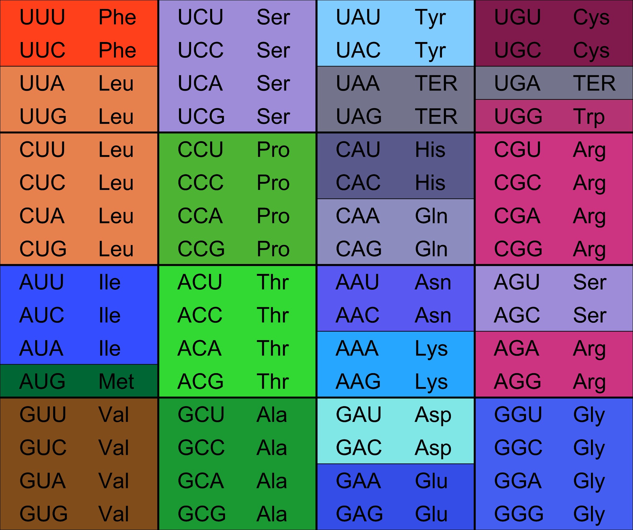 The 64 RNA codons arranged in a genetic code table and labeled by their amino-acid meanings.